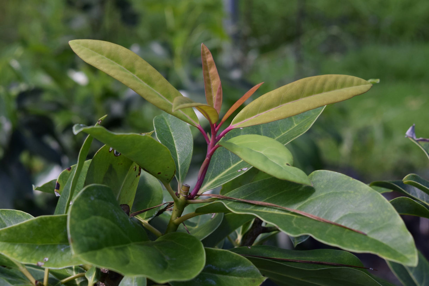 Daphniphyllum macropodum