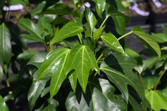 Dendropanax trifidus