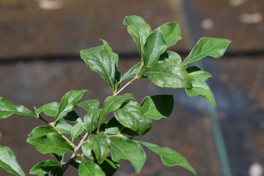 Diospyros rhombifolia, Diamond-leaf Persimmon