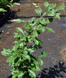 Diospyros rhombifolia, Diamond-leaf Persimmon