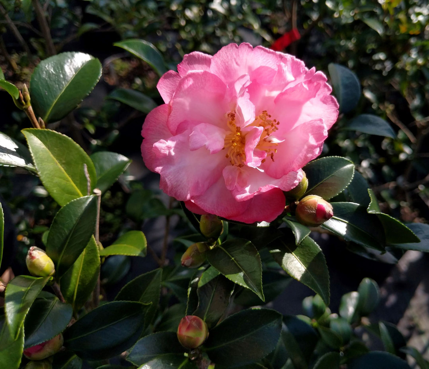 Camellia sasanqua 'Double Rainbow' at Camellia Forest Nursery