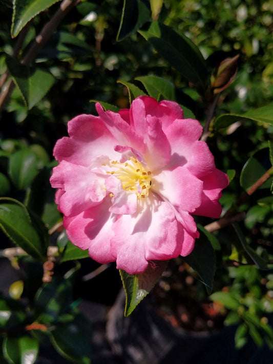 Camellia sasanqua 'Double Rainbow' at Camellia Forest Nursery