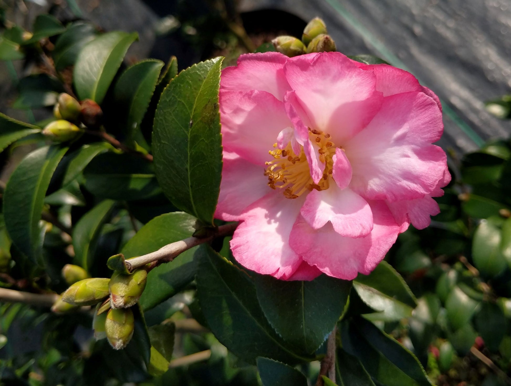 Camellia sasanqua 'Double Rainbow' at Camellia Forest Nursery