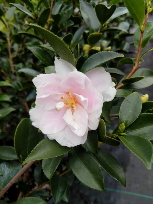 Camellia sasanqua 'Dream Angel' at Camellia Forest Nursery