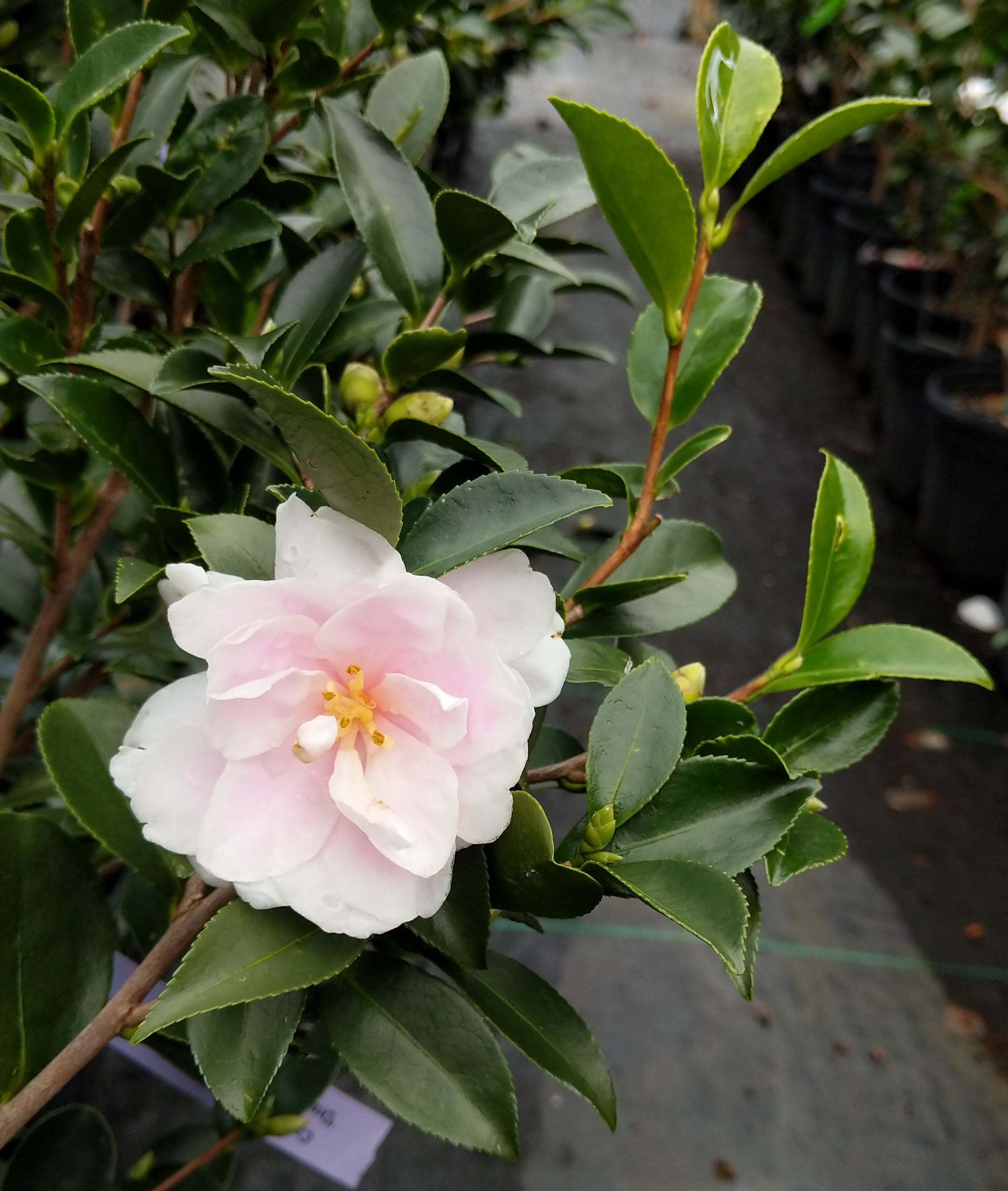 Ornamental Camellias at Camellia Forest Nursery