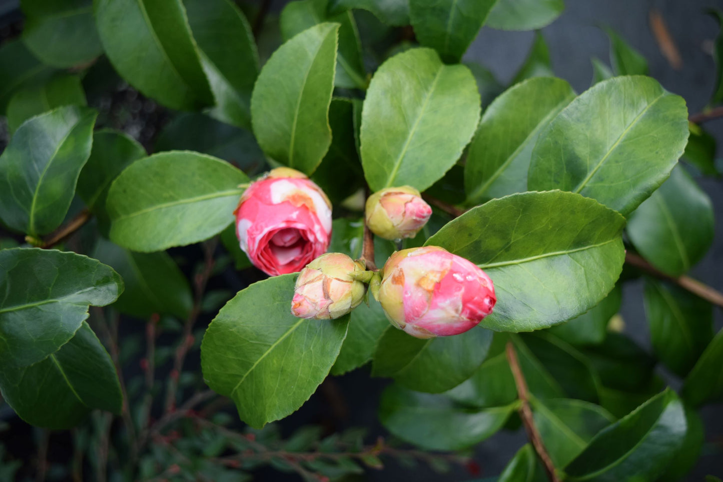 Camellia japonica 'Early Autumn Var.'