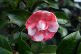 Camellia japonica 'Early Autumn Var.'
