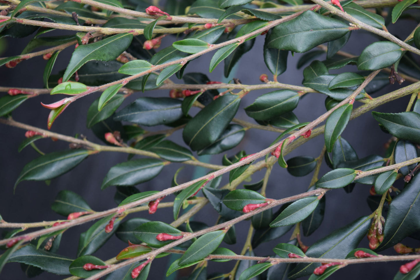 Camellia x 'Elina Cascade'