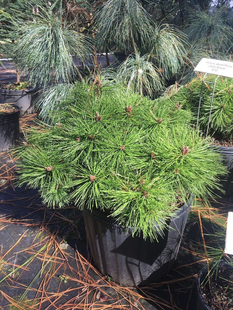 Pinus densiflora 'Jane Kluis'