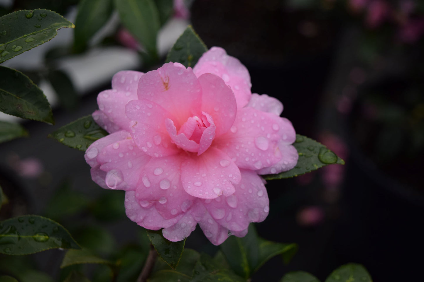 Camellia x 'Fall Fantasy'