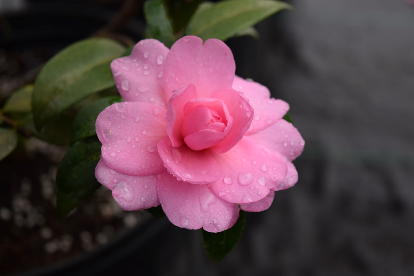 Camellia x 'Fall Fantasy'