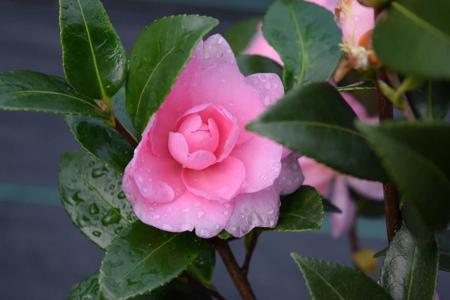 Camellia x 'Fall Fantasy'