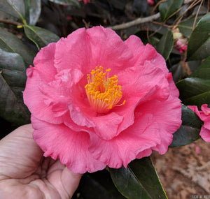 Camellia japonica 'Fashionata'