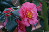 Camellia japonica 'Fashionata'