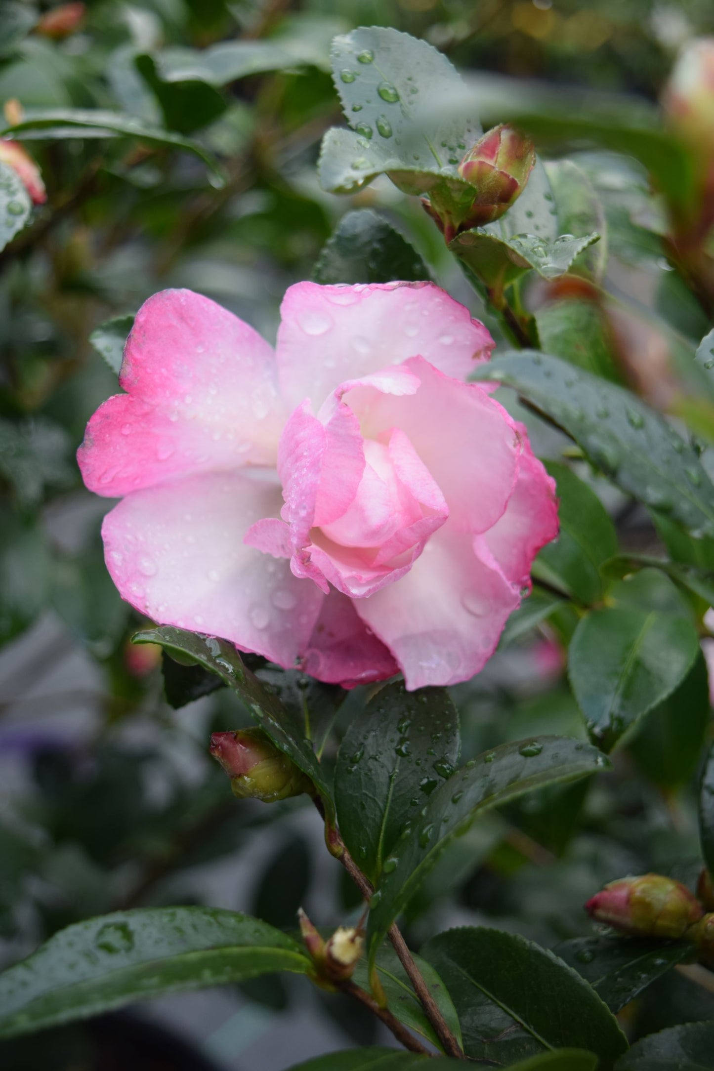 Camellia sasanqua 'Feathered Edge'