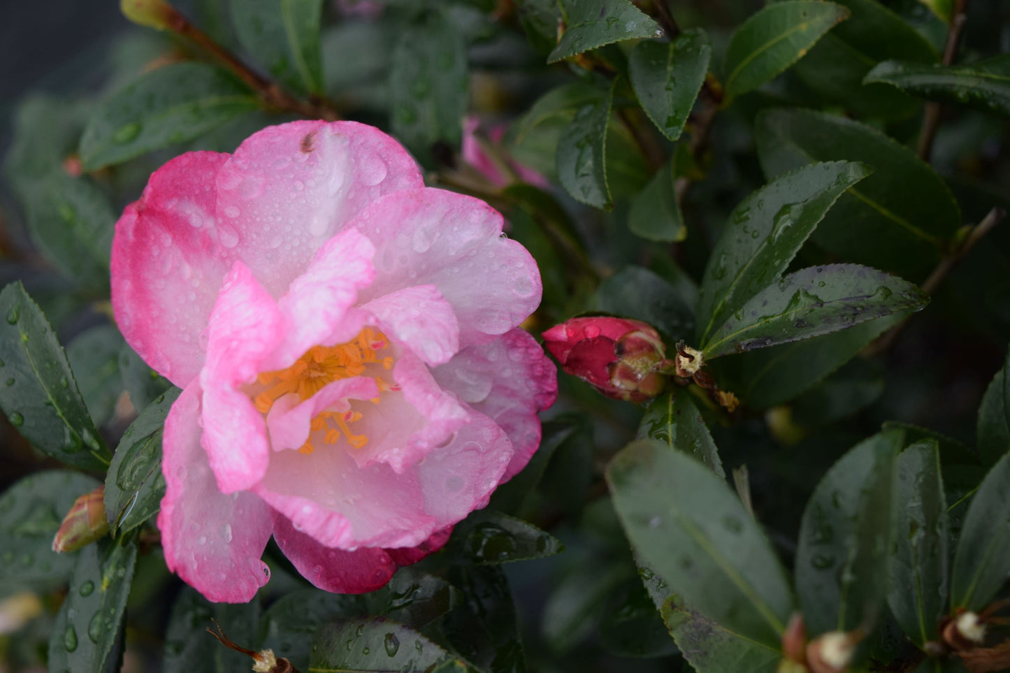 Camellia sasanqua 'Feathered Edge'