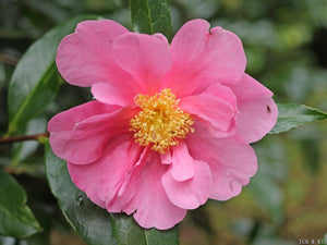 Camellia japonica 'Flower Girl'