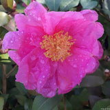Camellia japonica 'Flower Girl'