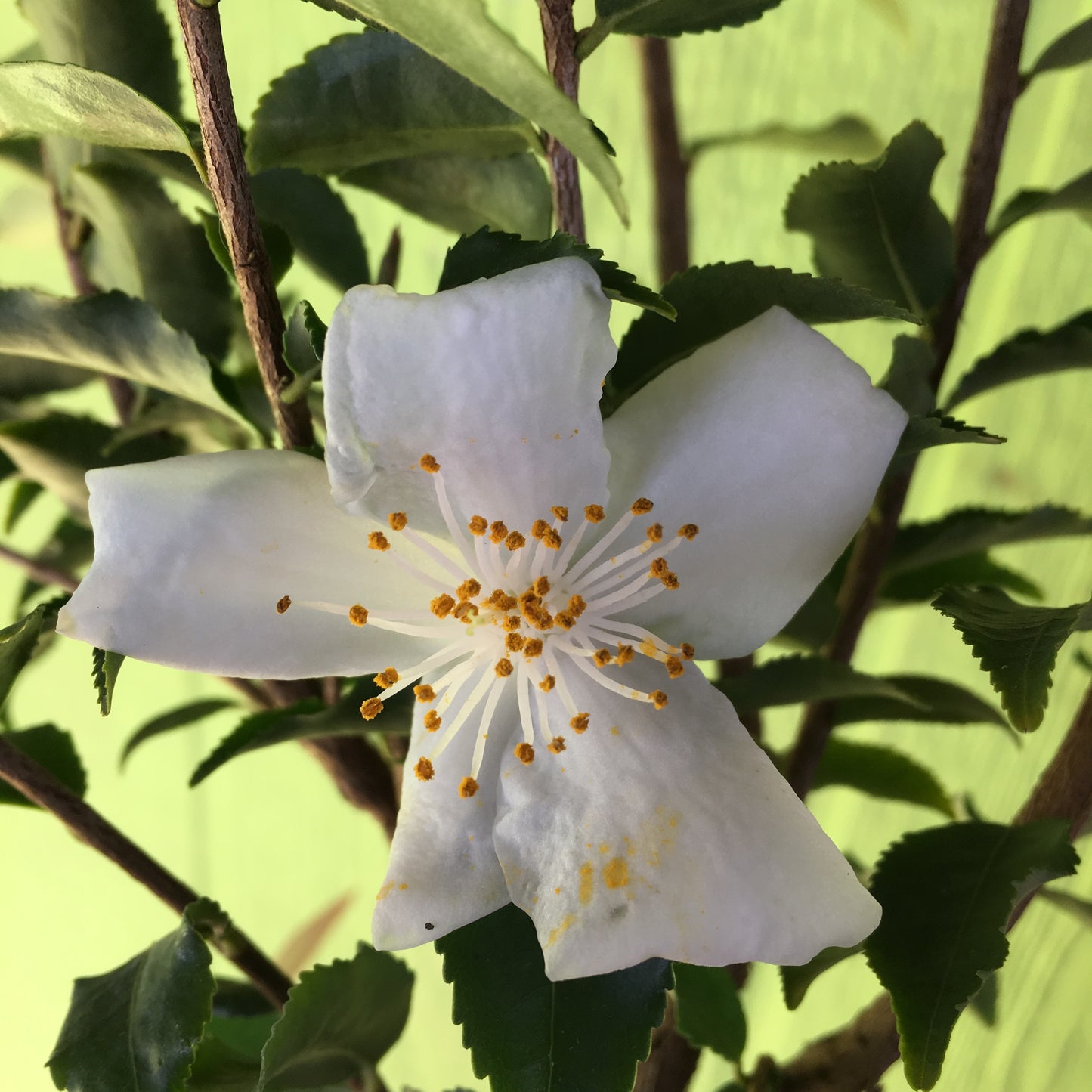 Camellia forrestii