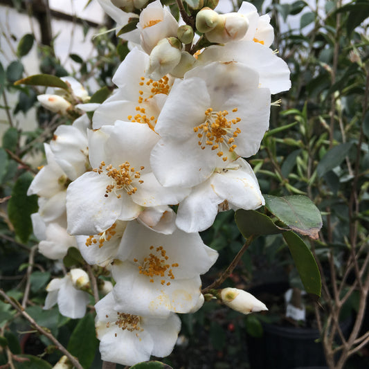 Camellia forrestii