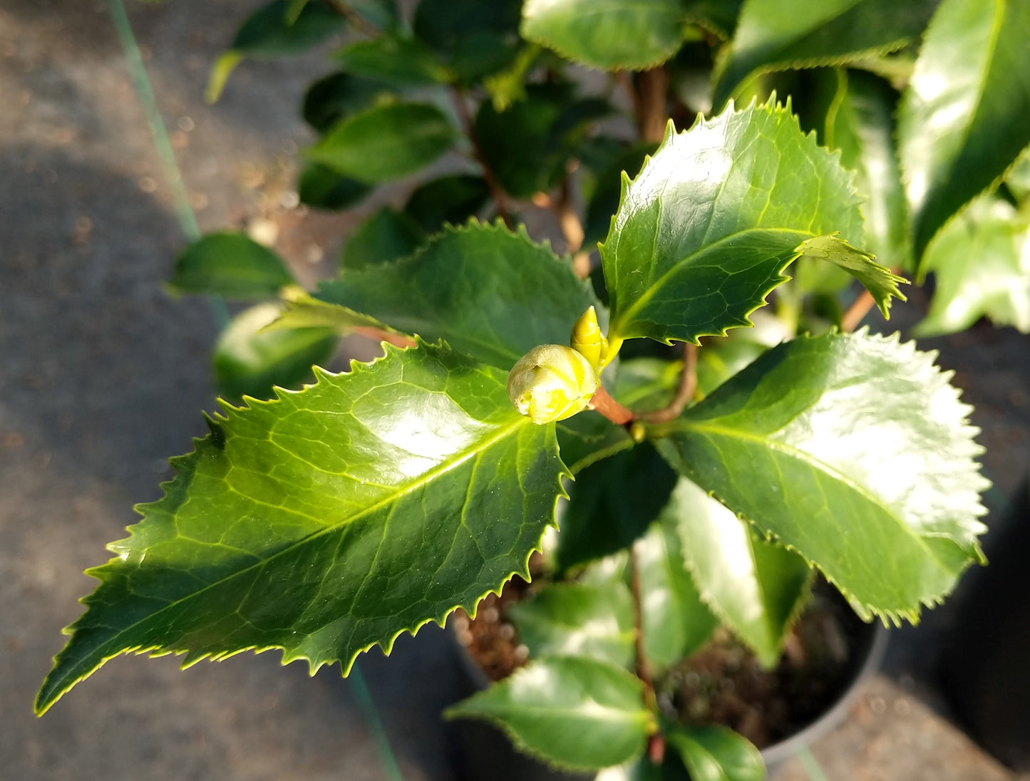 Camellia japonica 'Francis Eugene Phillips' at Camellia Forest Nursery