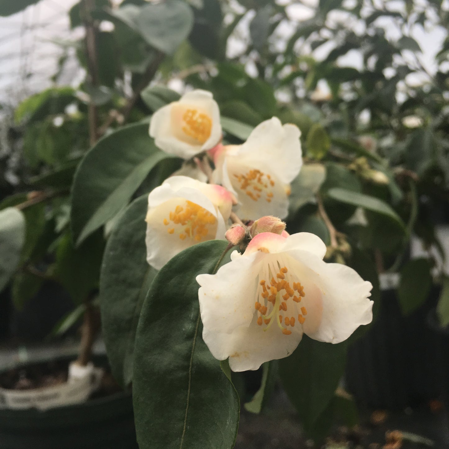 Camellia fraterna