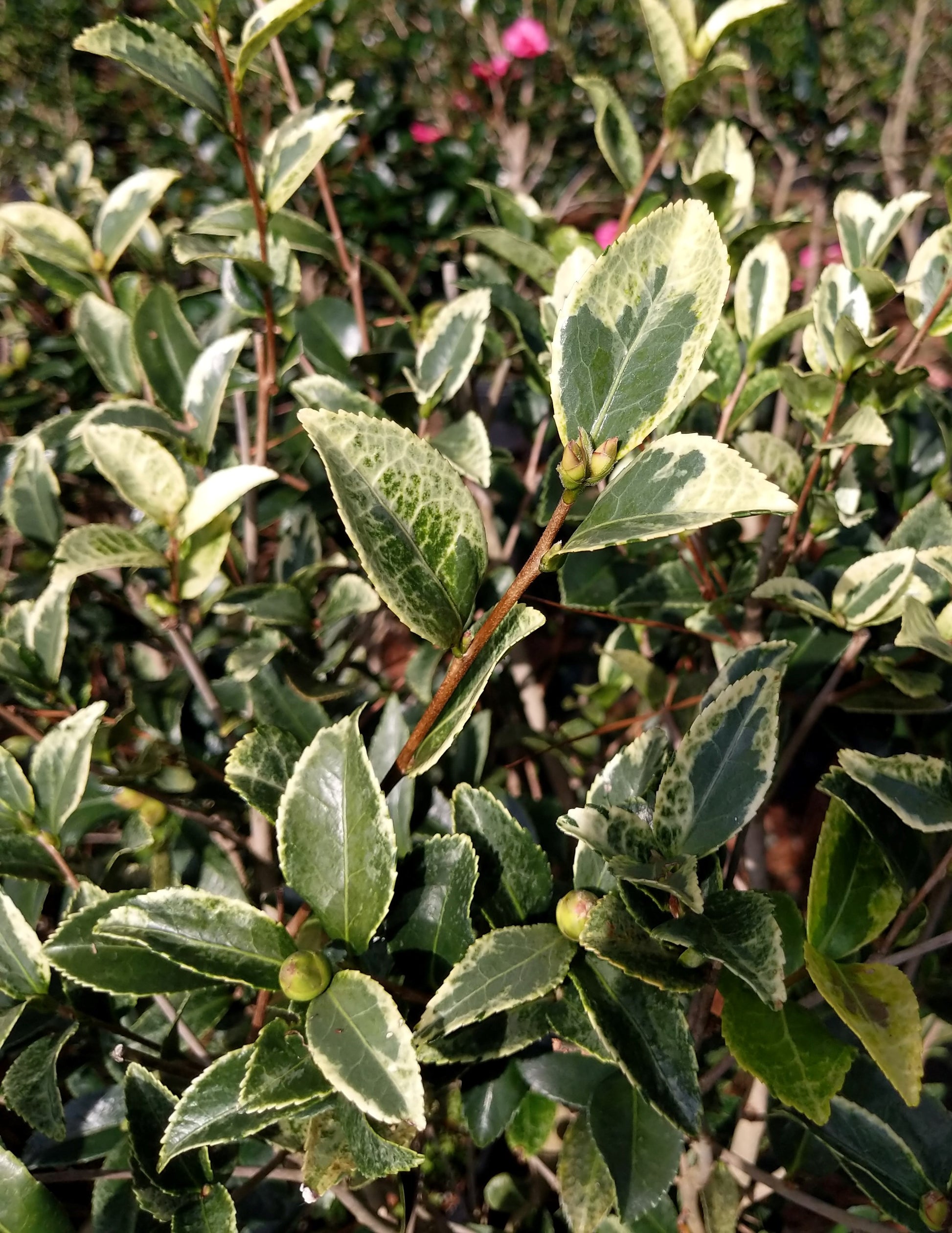 Camellia sasanqua 'Ginba' at Camellia Forest Nursery