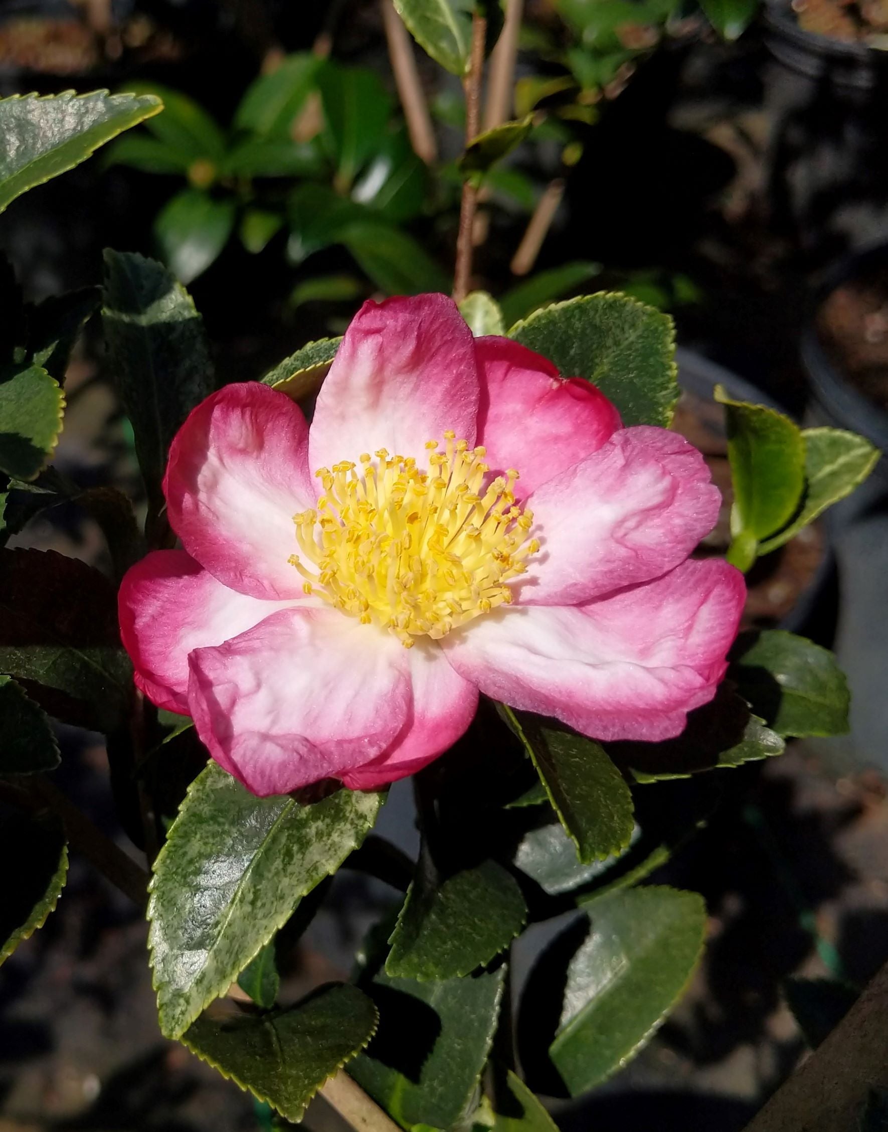 Camellia sasanqua 'Ginba' at Camellia Forest Nursery