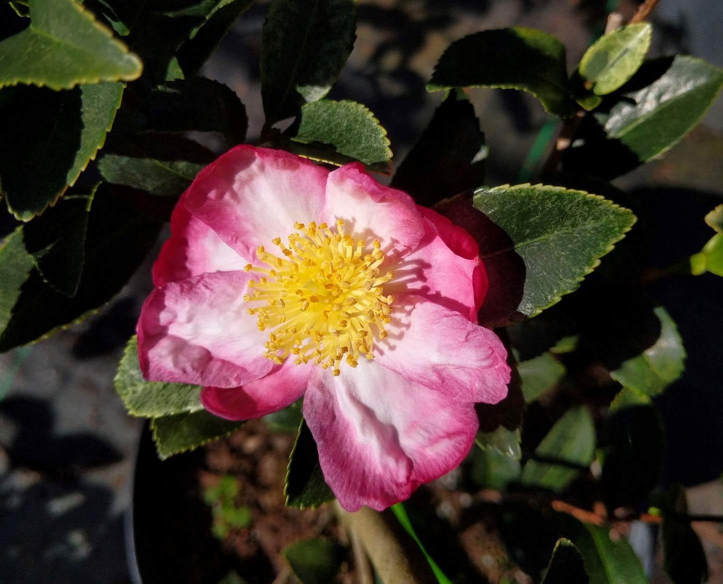 Camellia sasanqua 'Ginba' at Camellia Forest Nursery