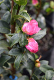 Camellia sasanqua 'Ginba'