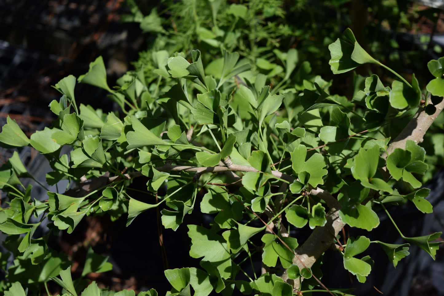 Ginkgo biloba 'Tubiformis'