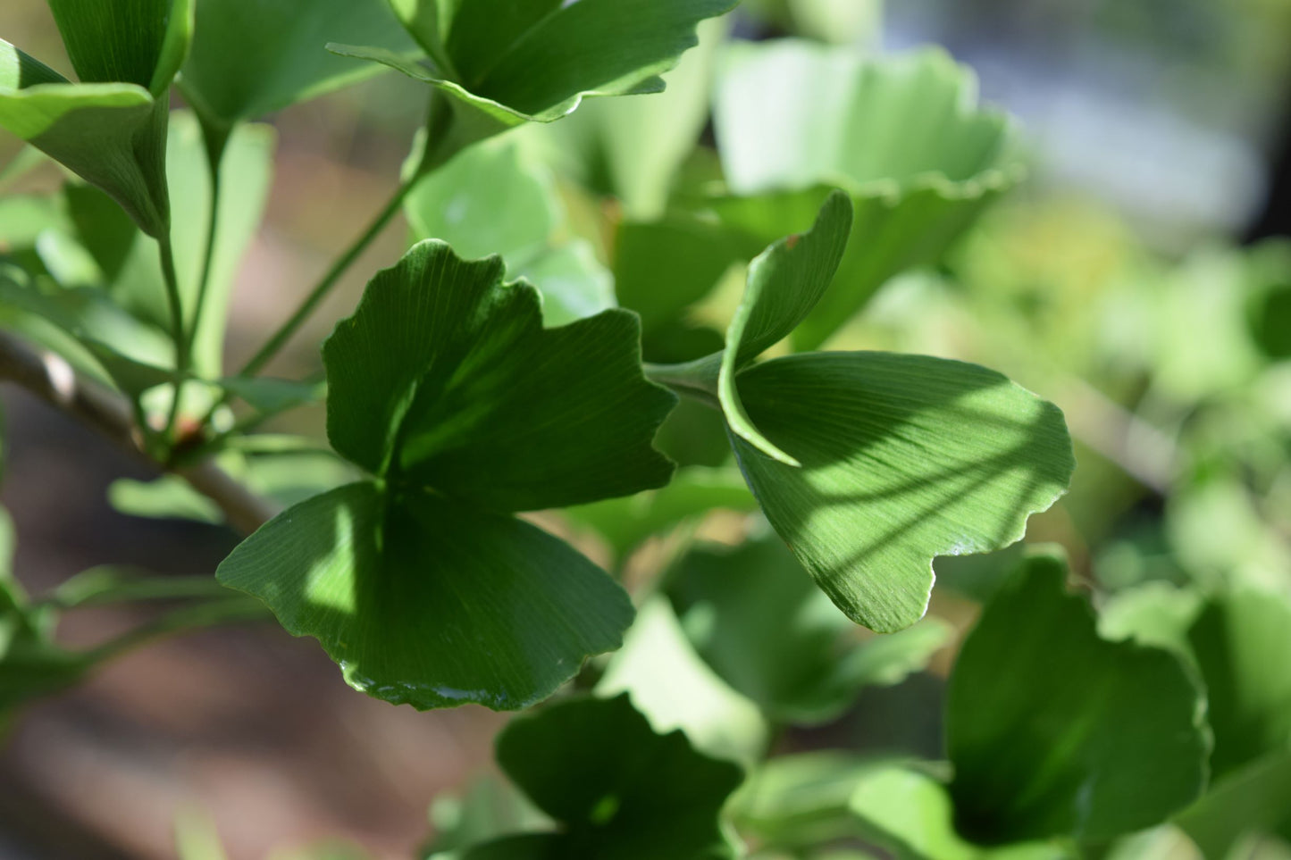 Ginkgo biloba 'Tubiformis'