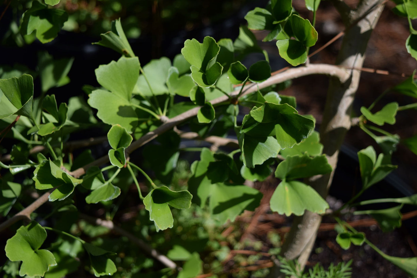 Ginkgo biloba 'Tubiformis'