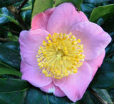 Camellia japonica 'Goshozakura'