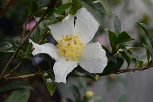Camellia sasanqua 'Gordy's 40'