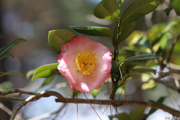 Camellia japonica 'Goshozakura'