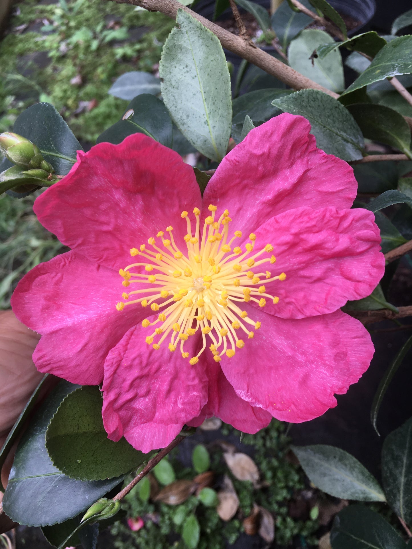 Camellia sasanqua 'Grey Ghosts'