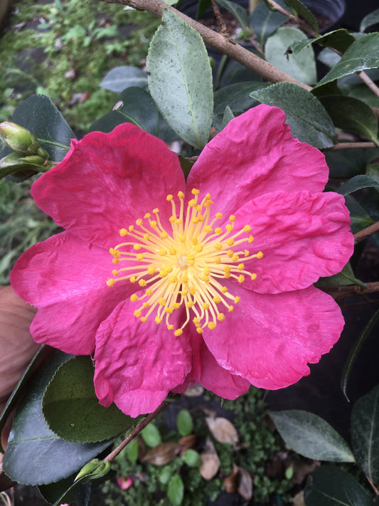 Camellia sasanqua 'Grey Ghosts'