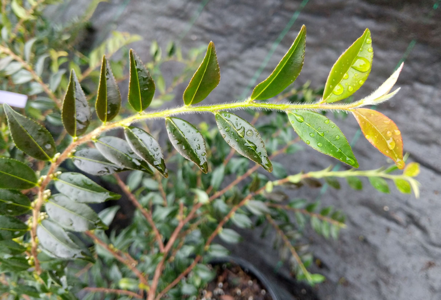 Camellia handelii at Camellia Forest Nursery