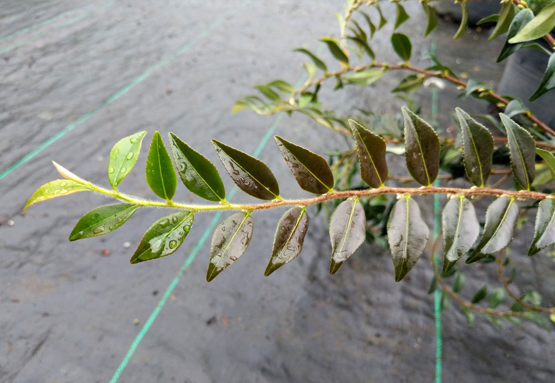 Camellia handelii at Camellia Forest Nursery