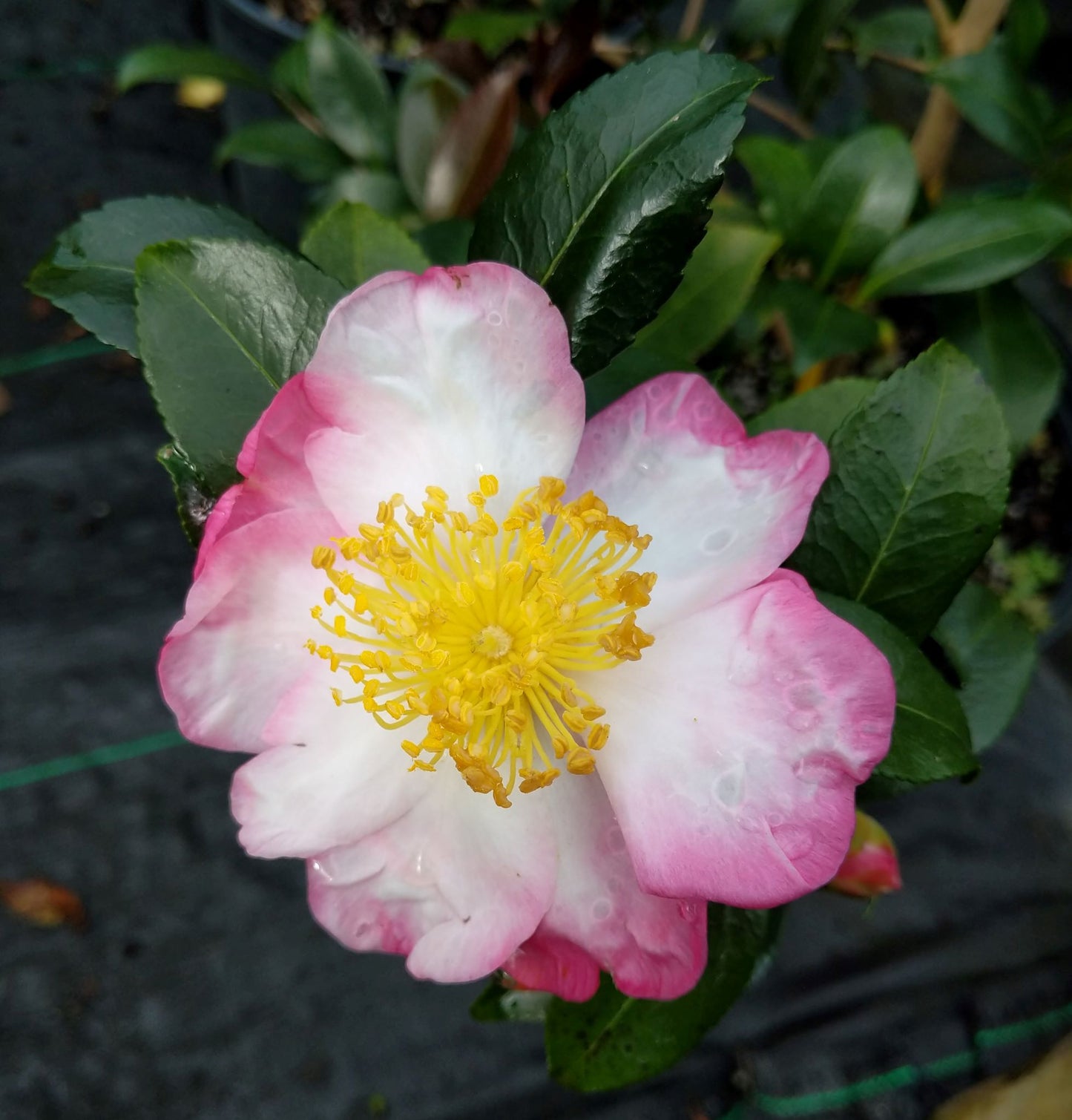 Camellia sasanqua 'Hana Jiman' at Camellia Forest Nursery