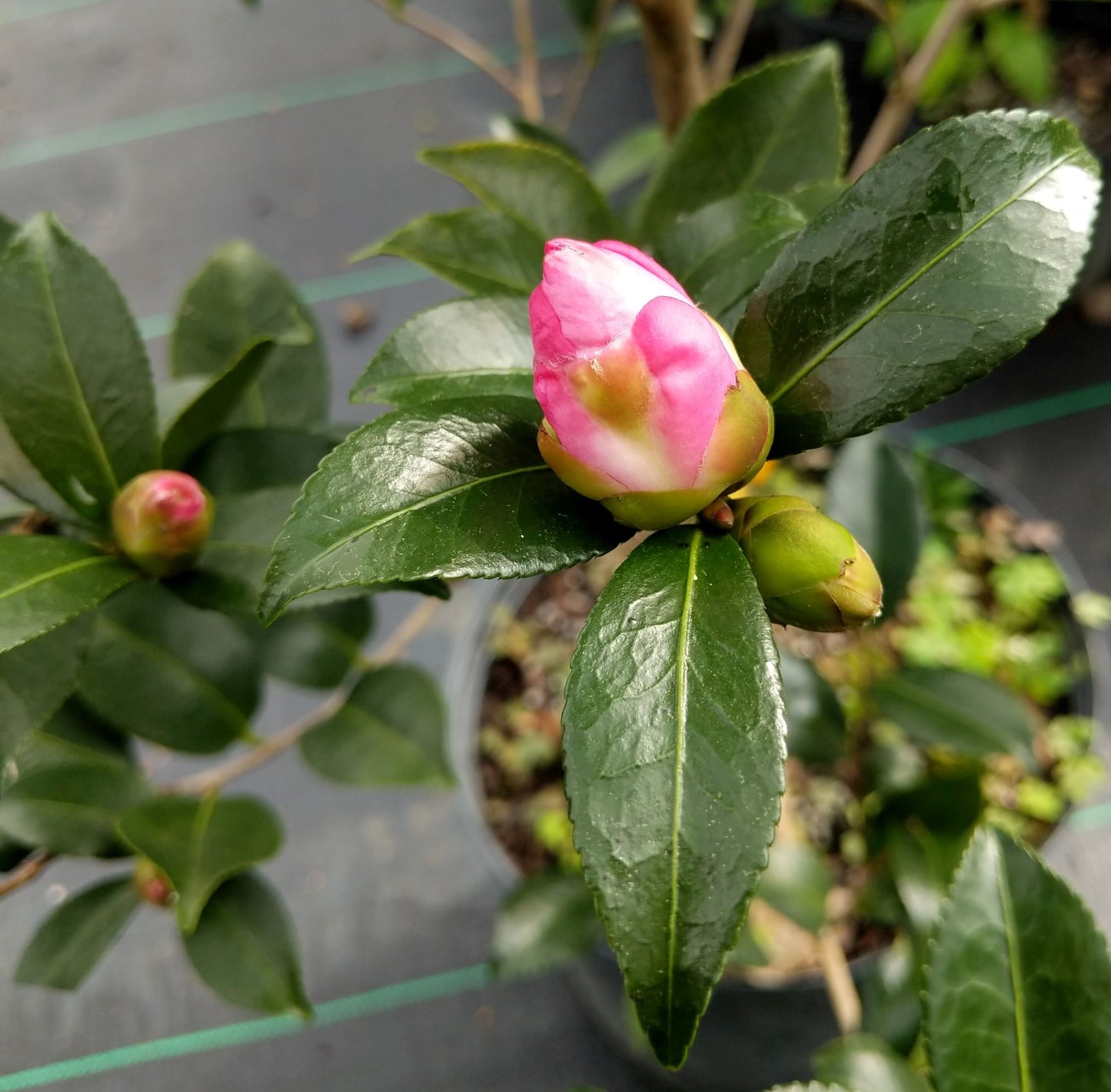 Camellia sasanqua 'Hana Jiman' at Camellia Forest Nursery