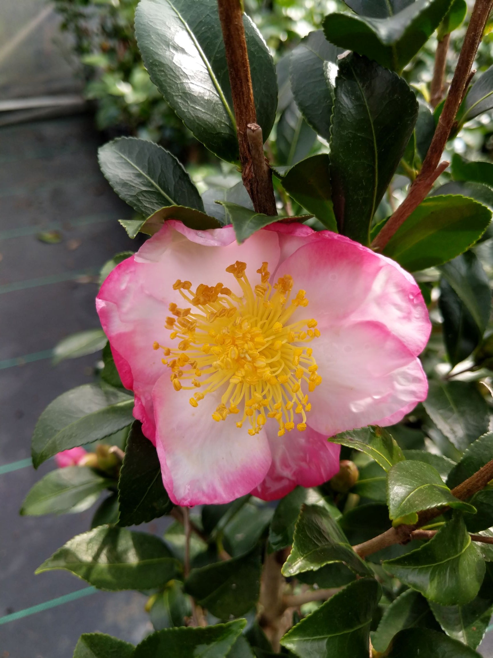 Camellia sasanqua 'Hana Jiman' at Camellia Forest Nursery