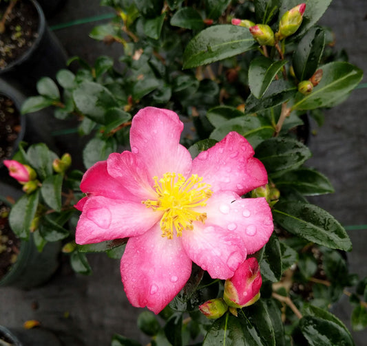 Camellia sasanqua 'Hana-nana' at Camellia Forest Nursery