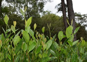 Tea Garden Introduction