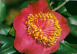 Camellia japonica 'Hi-no-maru'