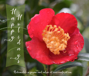 "Happy Holidays" Gift Certificate from Camellia Forest Nursery