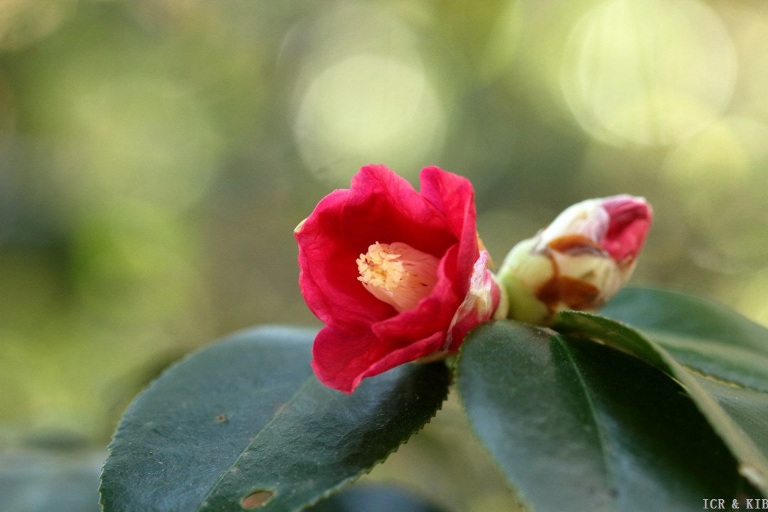 Camellia japonica 'Ichiko-wabisuke'