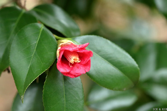 Camellia japonica 'Ichiko-wabisuke'