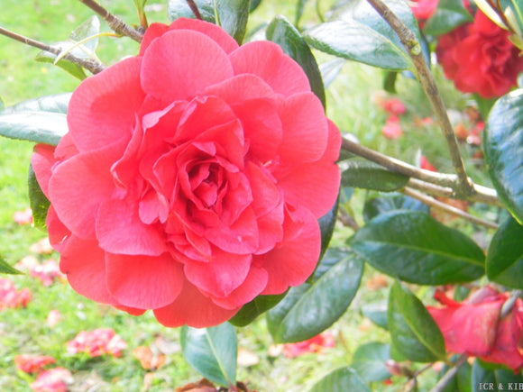 Camellia japonica 'In The Pink (Solid)